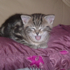 Photo de Pookie