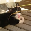 Photo de Choupinou