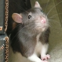 Photo de profil de Yucca