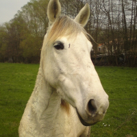 Photo de profil de Pivoine