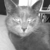 Photo de Ciboulette