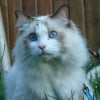 Photo de Doudou d'amour, Ragdoll
