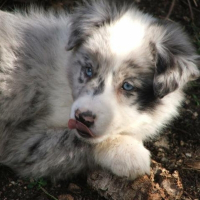 Photo de profil de Corso