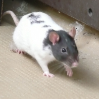 Photo de profil de Guinness