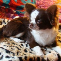 Photo de profil de Milou