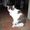 Photo de Zazou