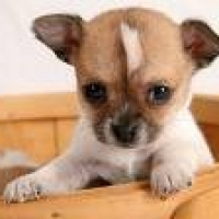 Photo de profil de Camiel