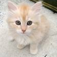 Photo de profil de Cheska