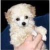 Photo de Cotton