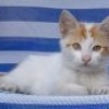 Photo de Scoubi