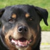 Photo de Playboy, Rottweiler
