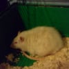 Photo de Enzo, Rat