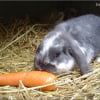 Photo de Emeraude, Lapin