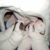 Photo de Les babys