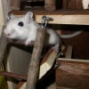 Photo de Spyke