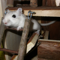 Photo de profil de Spyke