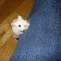 Photo de profil de Bilbo