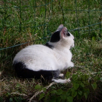 Photo de profil de Piano