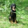 Photo de Dolly, Setter Anglais