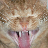 Photo de profil de Bounty