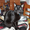 Photo de Reglisse