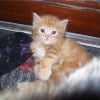 Photo de Snickers