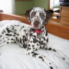Photo de Pongo