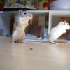 Photo de Bibou et boubi