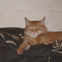 Photo de profil de Léki