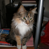 Photo de profil de Sushi