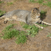 Photo de profil de Diesel