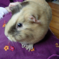 Photo de profil de Lilas