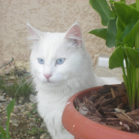 Photo de profil de Guizmo