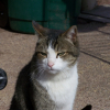 Photo de Pepsi