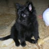 Photo de Jacob twilight, Spitz Japonais