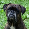 Photo de Tyson