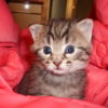 Photo de Tigrou