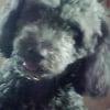 Photo de Mimosa
