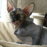 Photo de profil de Maya