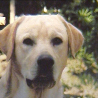 Photo de profil de Norton