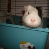 Photo de Jim, Cochon d’Inde