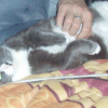 Photo de Gribouille