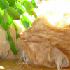 Photo de Pacha