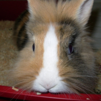 Photo de profil de Flocky