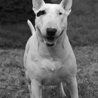 Photo de profil de Sultan