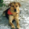 Photo de Laska, Beauceron