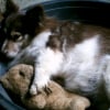Photo de Lyka, Spitz Japonais