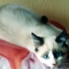 Photo de Teddy, Siamois