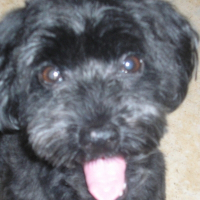 Photo de profil de Snoopy