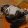 Photo de Cookies, Maine Coon